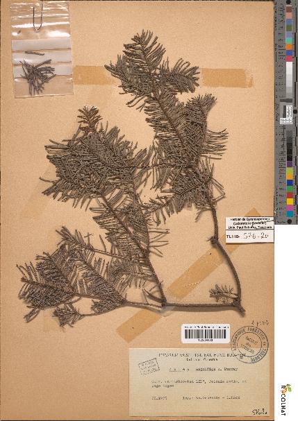 spécimen de Abies magnifica