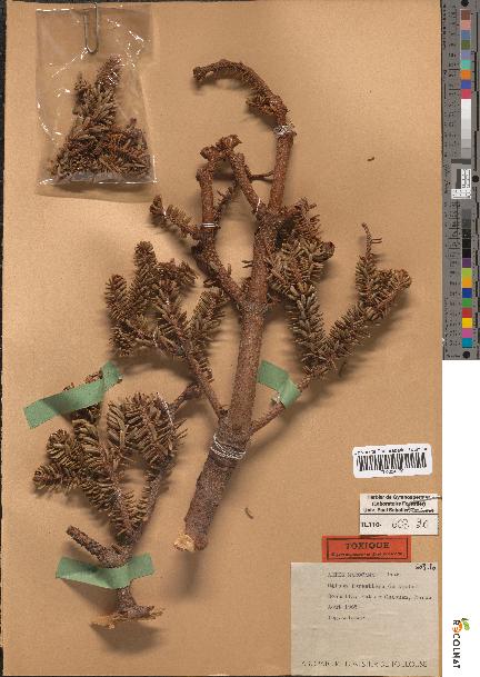 spécimen de Abies marocana