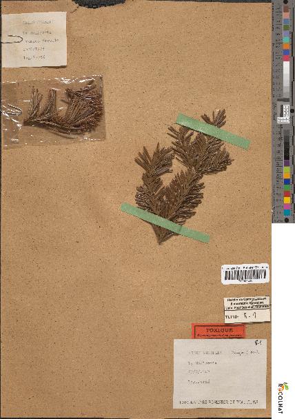 spécimen de Abies amabilis