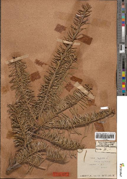 spécimen de Abies balsamea