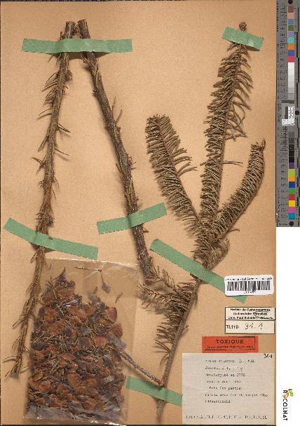 spécimen de Abies balsamea