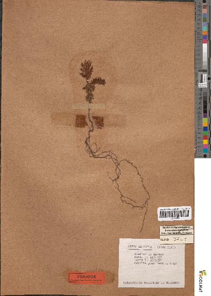 spécimen de Abies balsamea