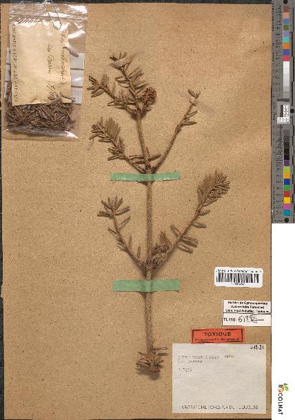 spécimen de Abies nebrodensis