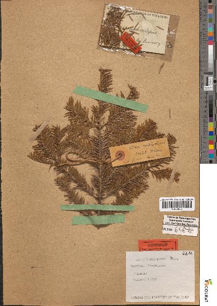 spécimen de Abies nephrolepis
