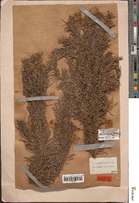 spécimen de Abies nobilis