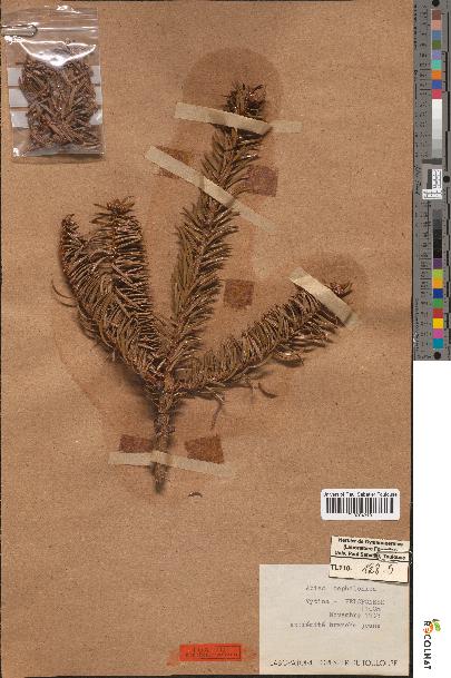 spécimen de Abies cephalonica
