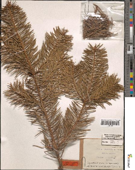 spécimen de Abies cilicica