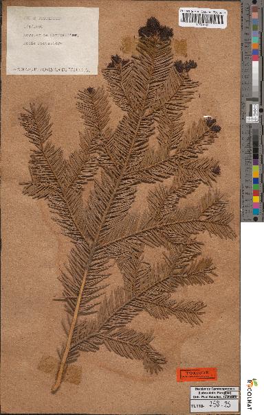 spécimen de Abies pectinata