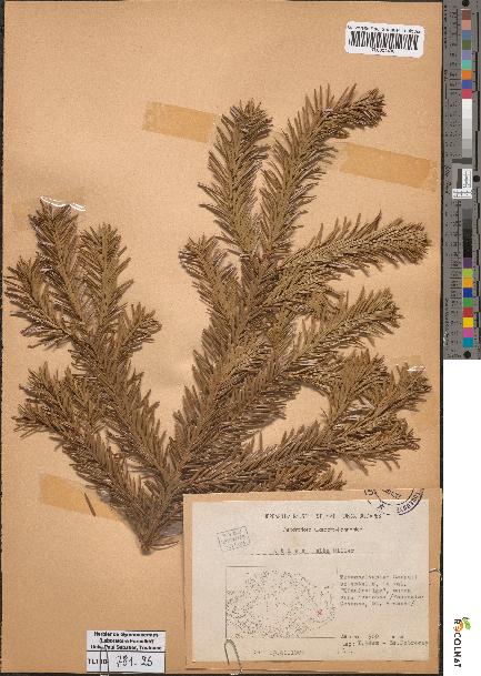 spécimen de Abies alba