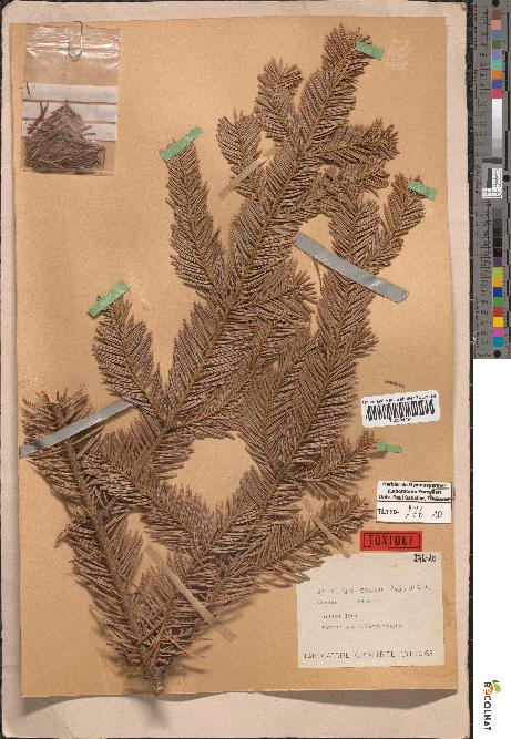 spécimen de Abies equi-trojani