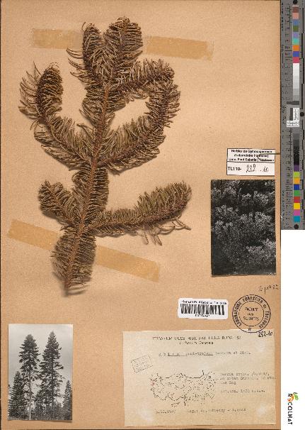 spécimen de Abies equi-trojani