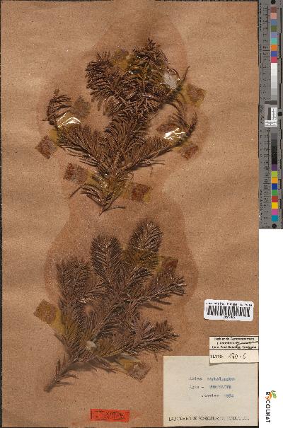 spécimen de Abies cephalonica