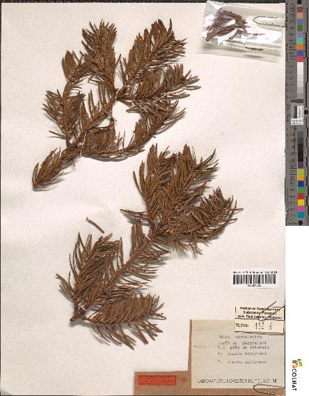 spécimen de Abies cephalonica