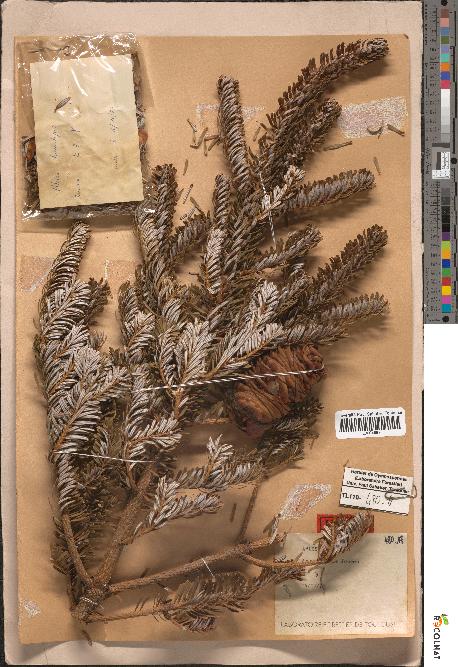 spécimen de Abies homolepis