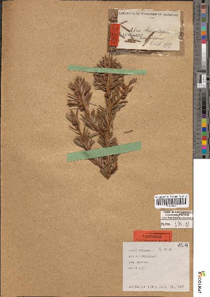 spécimen de Abies homolepis
