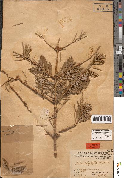 spécimen de Abies holophylla