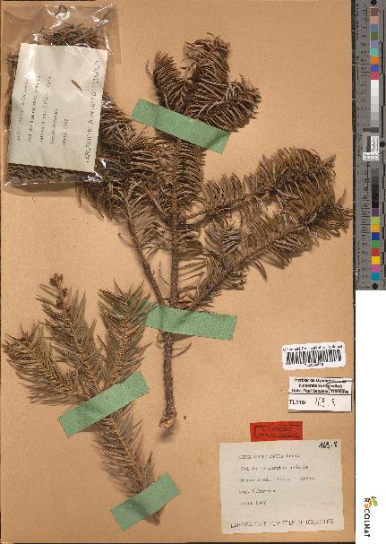 spécimen de Abies cephalonica