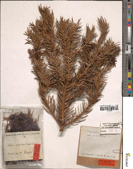 spécimen de Abies cephalonica