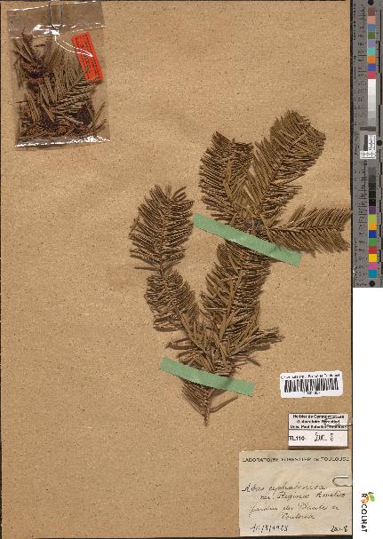 spécimen de Abies cephalonica