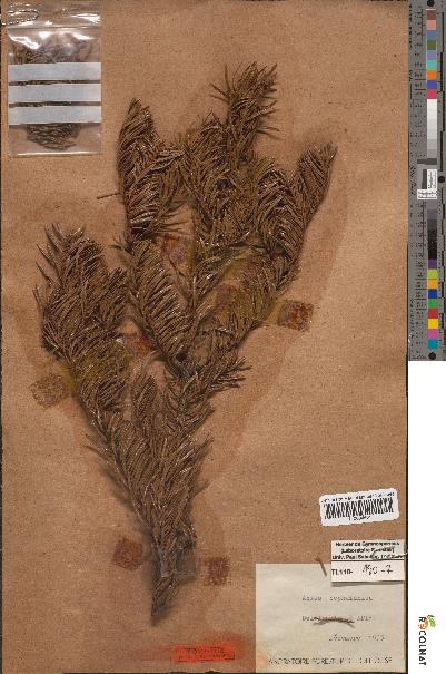 spécimen de Abies cephalonica