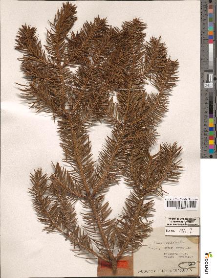 spécimen de Abies cephalonica