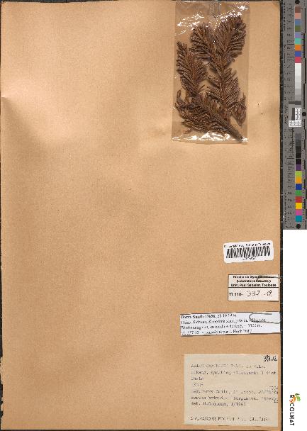 spécimen de Abies faxoniana