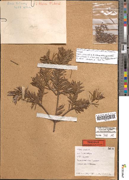 spécimen de Abies faberi