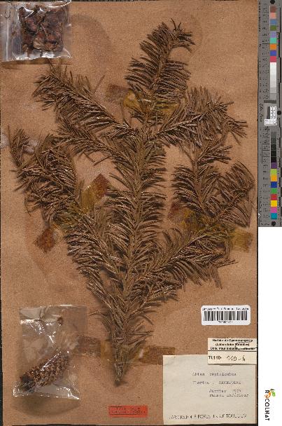 spécimen de Abies cephalonica