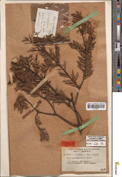 spécimen de Abies guatemalensis