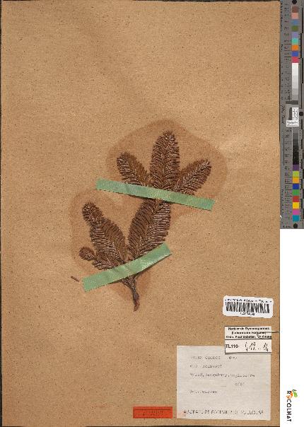 spécimen de Abies georgei