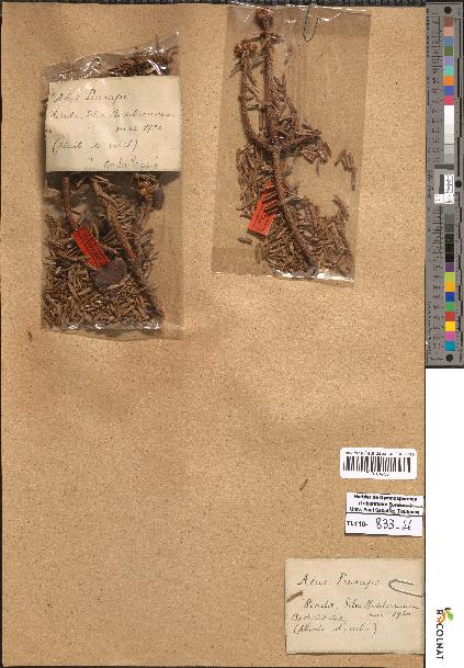 spécimen de Abies pinsapo