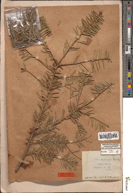 spécimen de Abies faxoniana