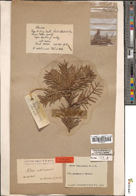 spécimen de Abies faxoniana