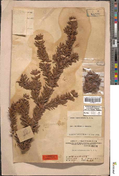 spécimen de Abies faxoniana