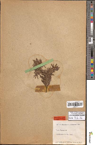 spécimen de Abies pinsapo