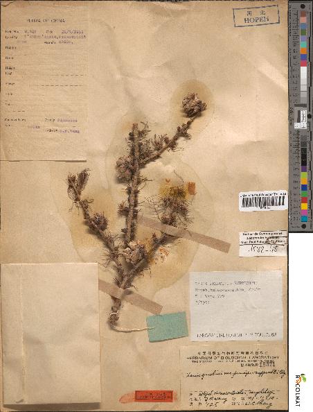 spécimen de Larix principis-rupprechtii