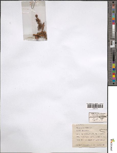 spécimen de Larix sibirica