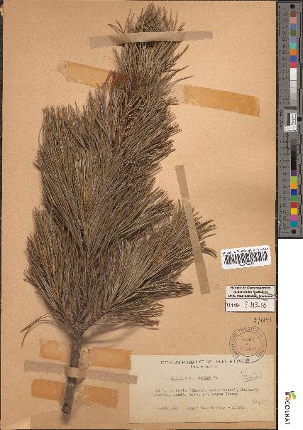spécimen de Pinus cembra