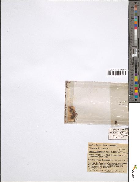 spécimen de Larix laricina