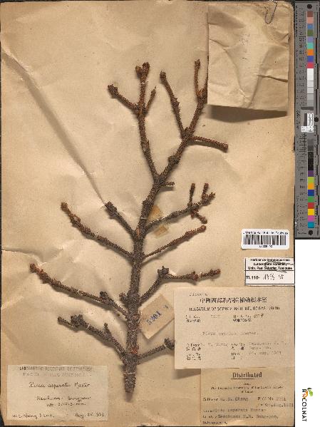 spécimen de Picea asperata