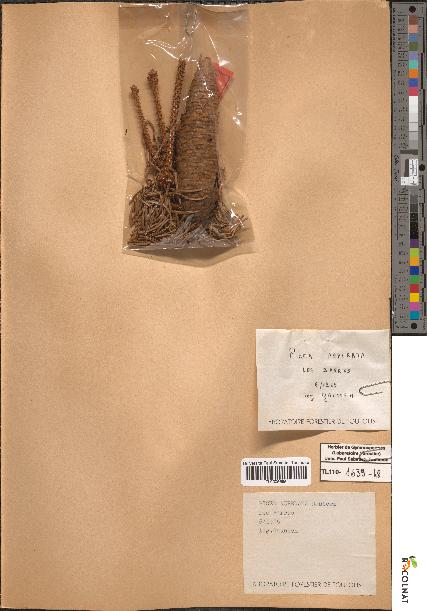 spécimen de Picea asperata