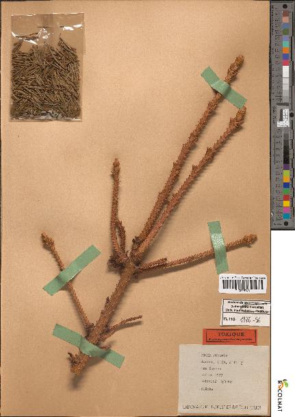 spécimen de Picea pungens