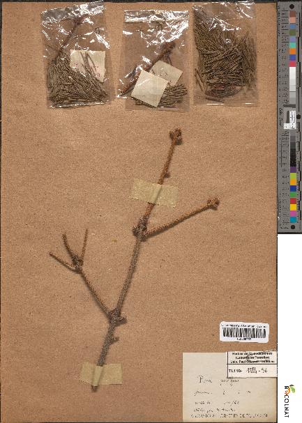 spécimen de Picea pungens