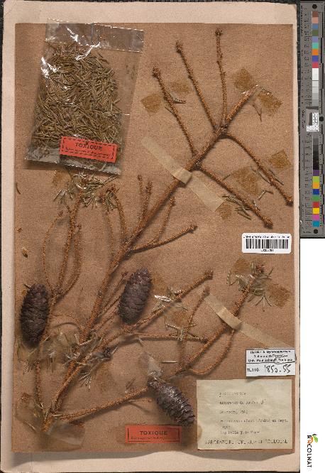 spécimen de Picea omorika