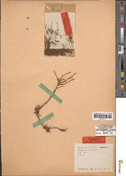spécimen de Picea orientalis