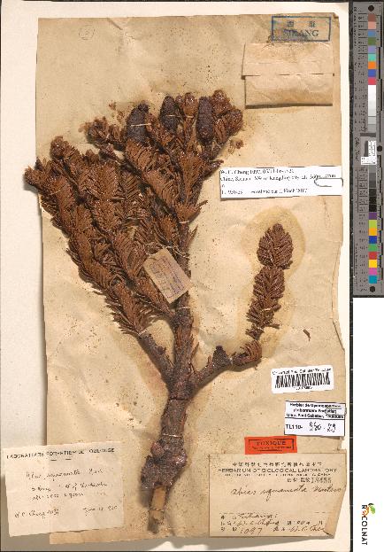 spécimen de Abies squamata