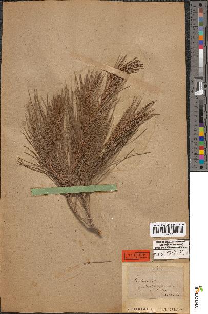 spécimen de Pinus pinea