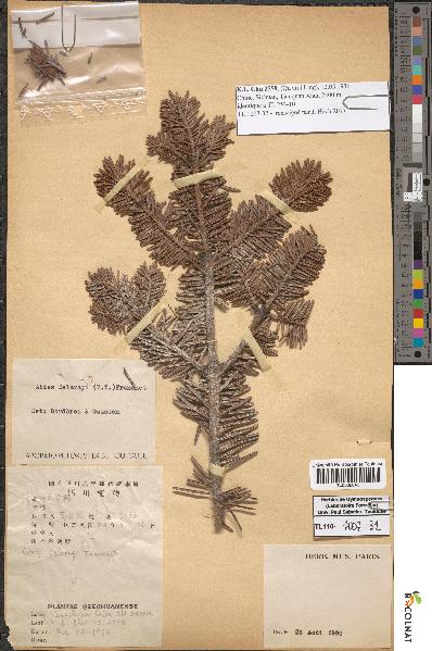 spécimen de Abies delavayi