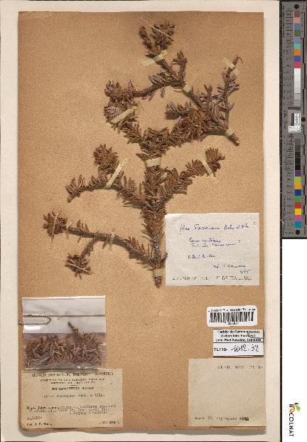spécimen de Abies delavayi
