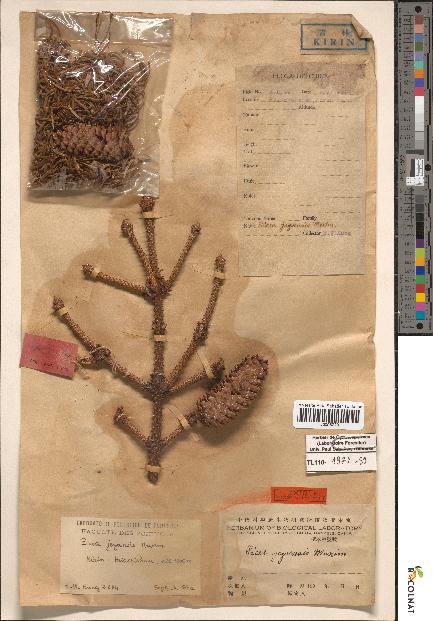 spécimen de Picea asperata